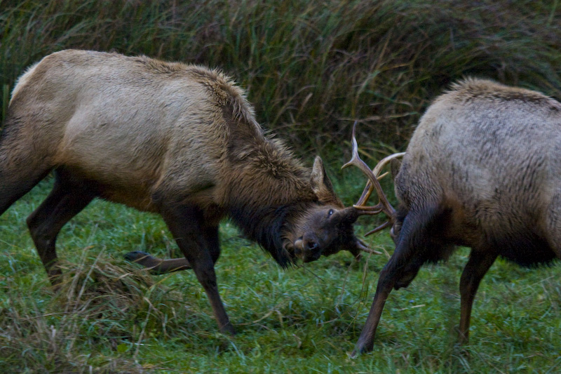 Elk Sparring